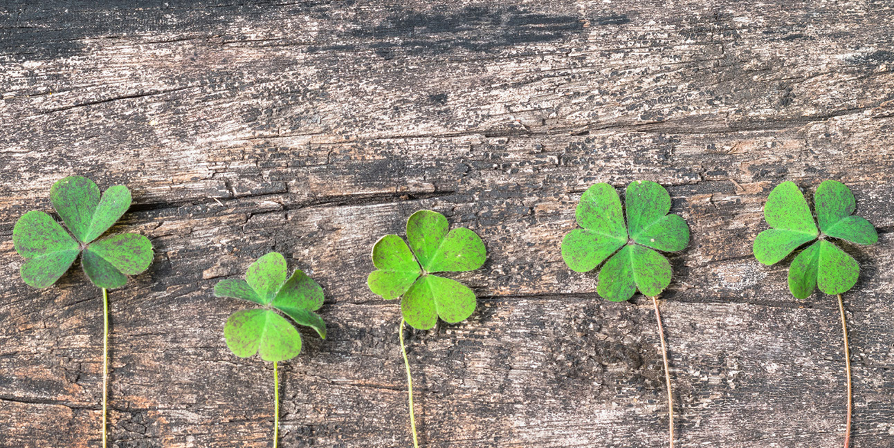 Five clovers lay against a wooden background.