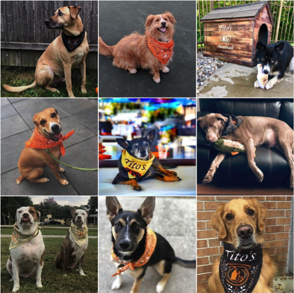 The top nine photos on Tito's Instagram showcase dogs wearing bandanas.