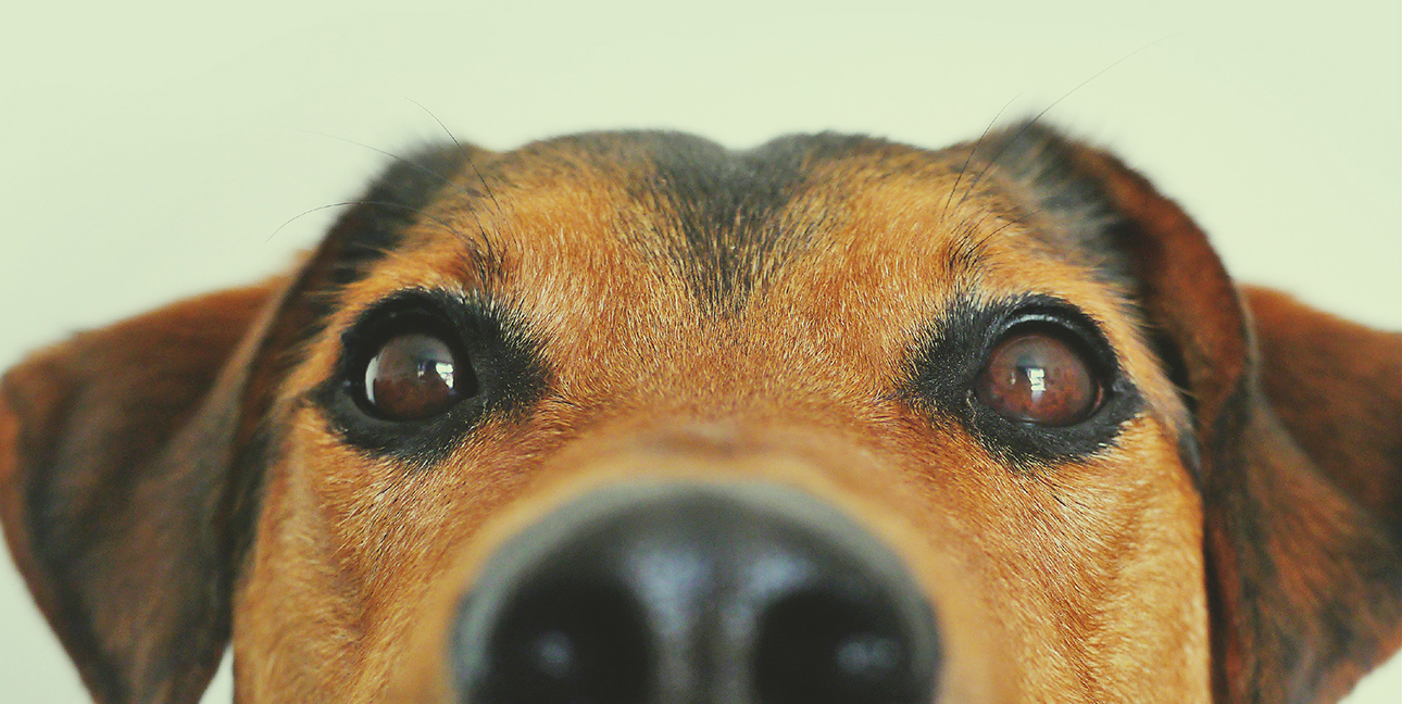 A dog stares at the camera with big brown eyes.