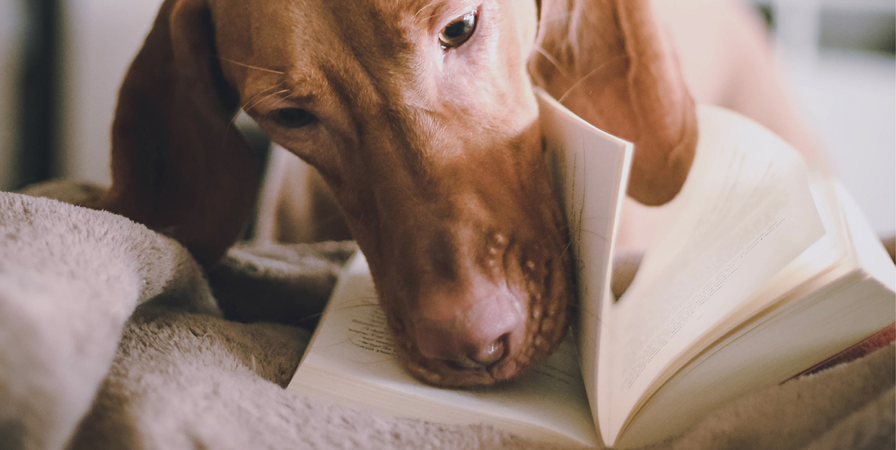 A picture of a dog reading a book.