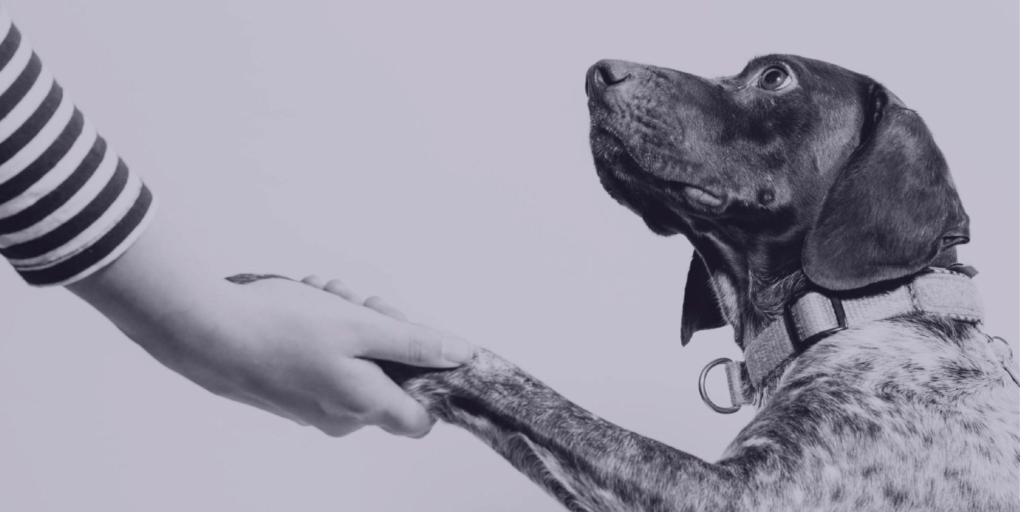 A dog and a human shaking paw and hand.