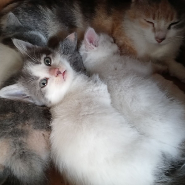Kittens cuddle in Amy Venema's barn